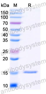 Валидация SDS-PAGE - AntibodySystem RHJ95201