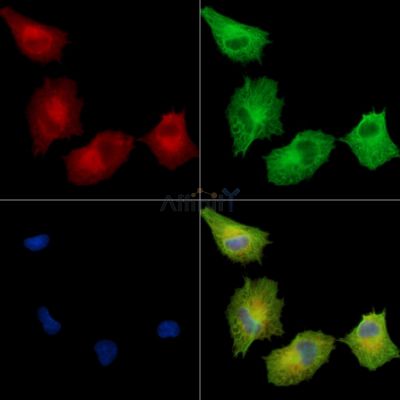 Валидация Affinity DF15937 - 12450