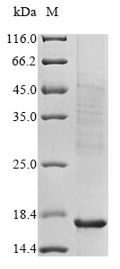 SDS-PAGE
