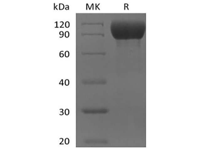 Валидация Elabscience PKSM041398(5275)