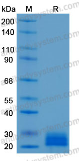 Валидация AntibodySystem AHD42701