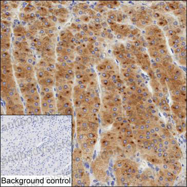 Валидация AntibodySystem RHH36401