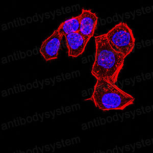 Валидация IF - AntibodySystem RHK46103 (1525)