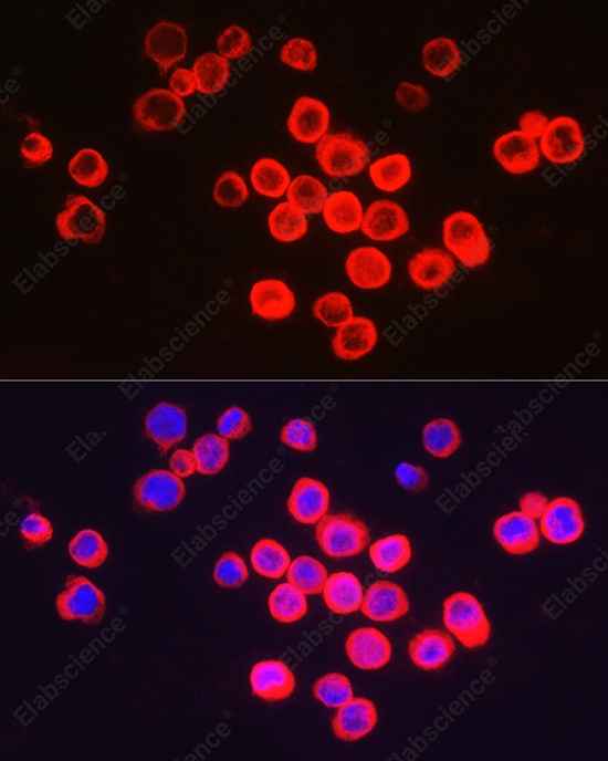 Иммунофлуоресценция, BCL2A1, клетки THP-1