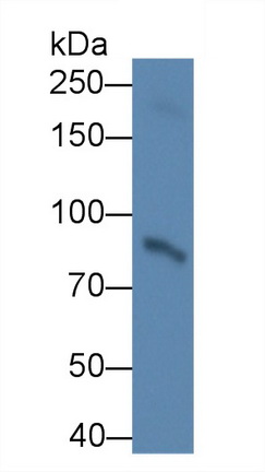 52532