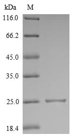 SDS-PAGE