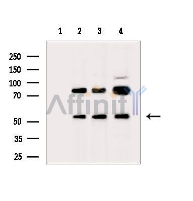 Валидация Affinity DF14891 - 11043