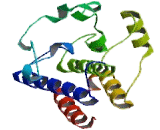 Fibroblast Growth Factor Receptor 4 (FGFR4) Fibroblast Growth Factor Receptor 4 (FGFR4)