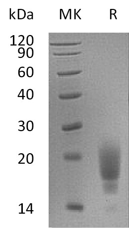 Валидация Elabscience PKSM041197(5104)