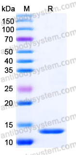 YHJ84803, SDS-PAGE