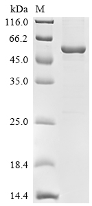SDS-PAGE