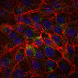 Валидация IF - AntibodySystem RHD50002