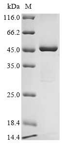SDS-PAGE