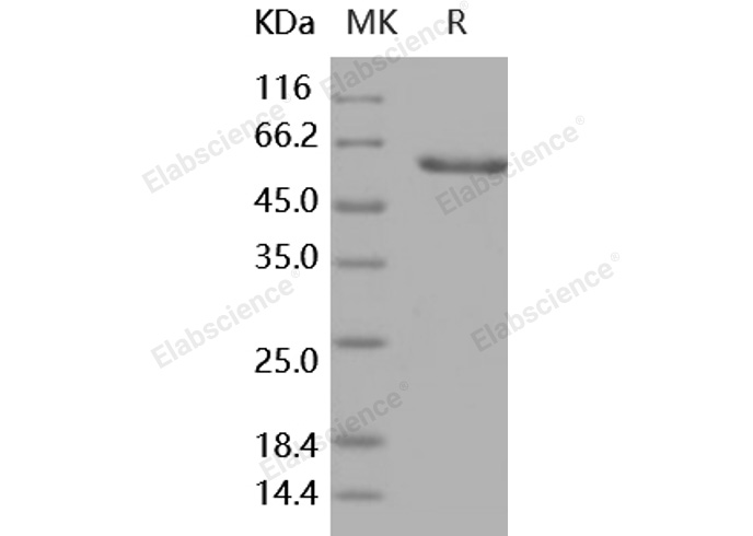 Валидация Elabscience PKSH031760(2395)