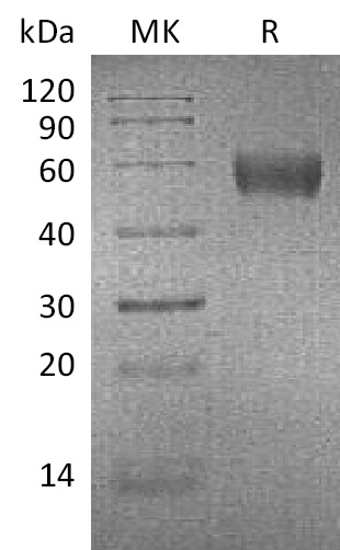 Валидация Elabscience PKSM041358(5252)
