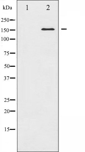 Валидация Affinity AF6476 - 3803