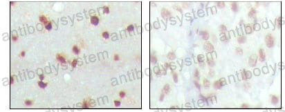 Валидация AntibodySystem RHA43202 (137)