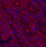 Валидация Elabscience E-AB-22020