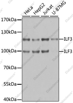 Вестерн-блоттинг, ILF3, различные клеточные линии