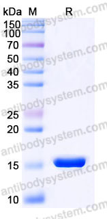 YHB95502, SDS-PAGE