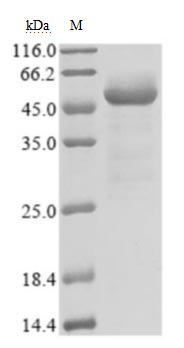 SDS-PAGE