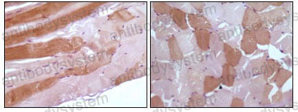 Валидация AntibodySystem RHB97301