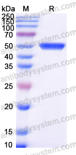 EHF86501, SDS-PAGE