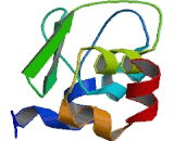 Inhibitor Of Apoptosis Protein, X-Linked (XIAP)