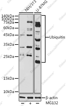 Вестерн-блоттинг, Ubiquitin, клетки NIH/3T3