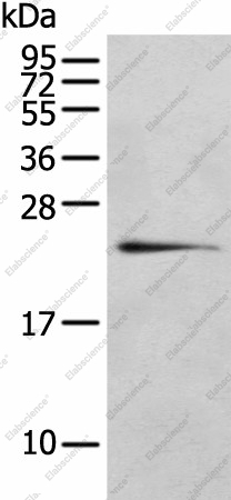 Вестерн-блоттинг, RILPL2, клетки 293T