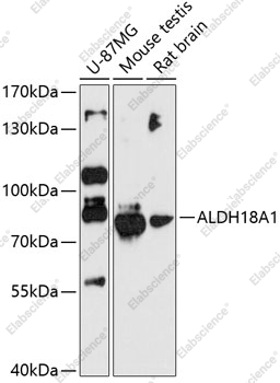 Вестерн-блоттинг, ALDH18A1, различные клеточные линии