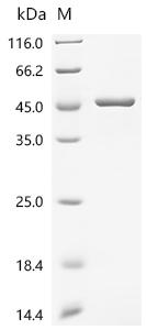 SDS-PAGE