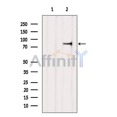 Валидация Affinity DF2397 - 12990