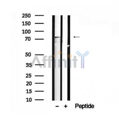 Валидация Affinity AF7566 - 4230