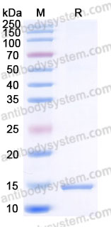 YHD39902, SDS-PAGE