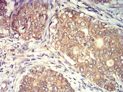 Валидация AntibodySystem RHD16106