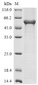SDS-PAGE