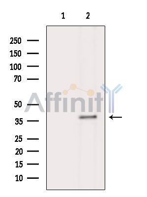 Валидация Affinity DF15076 - 11313