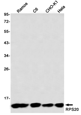 Валидация WB - AssayVector ARM2606 (1608)