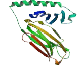 Major Histocompatibility Complex Class II DR Alpha (MHCDRa)