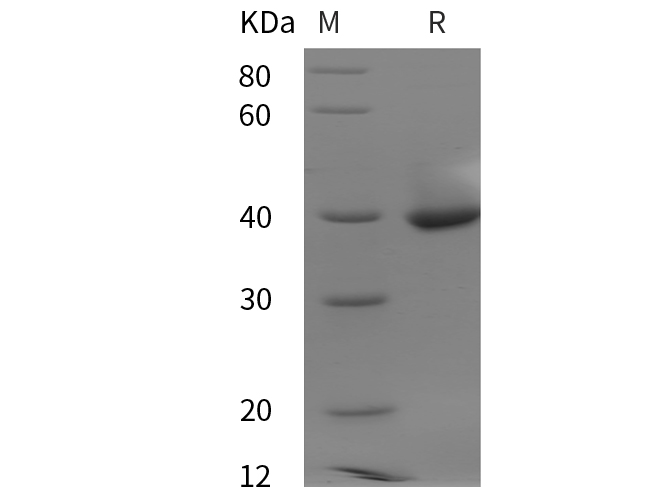 Валидация Elabscience PDEH100952(369)