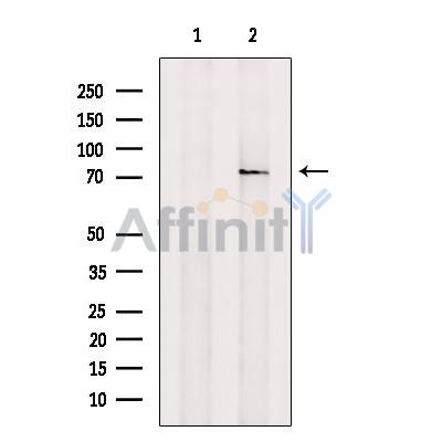 Валидация Affinity DF13273 - 8372