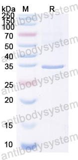 YWC90701, SDS-PAGE