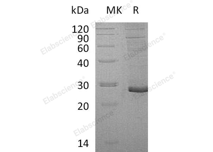 Валидация Elabscience PKSH032976(3365)