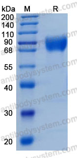 Валидация AntibodySystem AHG62901