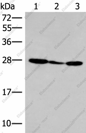 Вестерн-блоттинг, HLA-DOB, клетки 293T