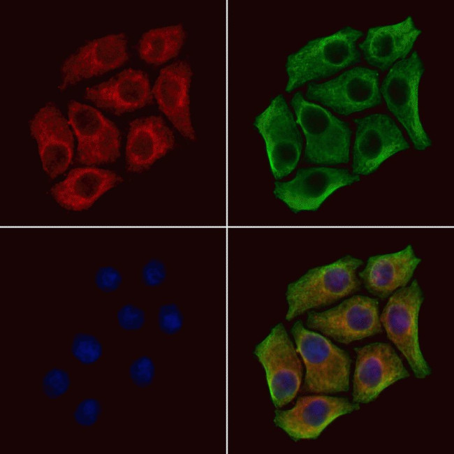Валидация AssayVector ARM1701(1979)