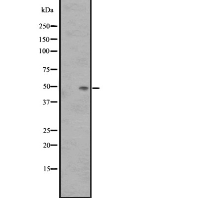 Валидация Affinity DF2778 - 13521
