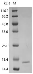 SDS-PAGE