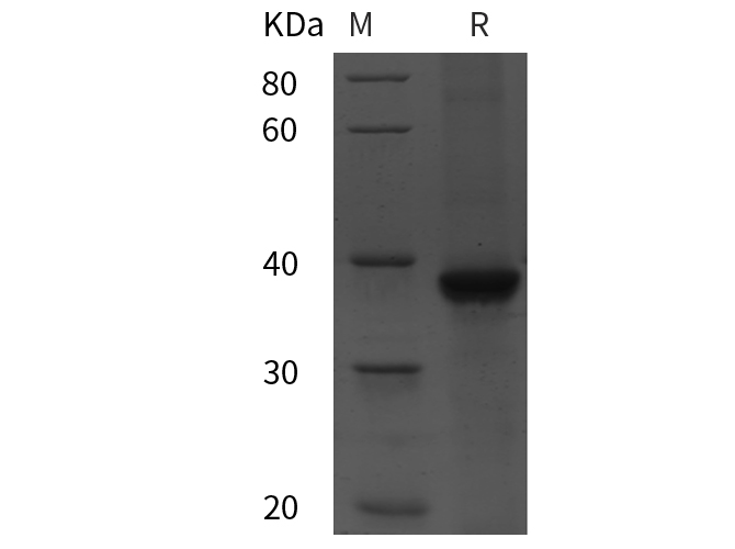 Валидация Elabscience PDEH100951(368)